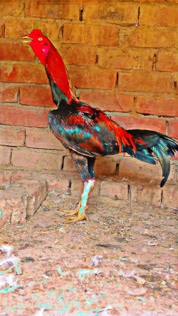 Walaiti patha urgent for sale & Replacement b Hojay Ga kisi female sth — photo 8