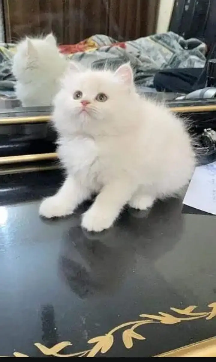 Persian cat for sale 2 month age available — photo 3