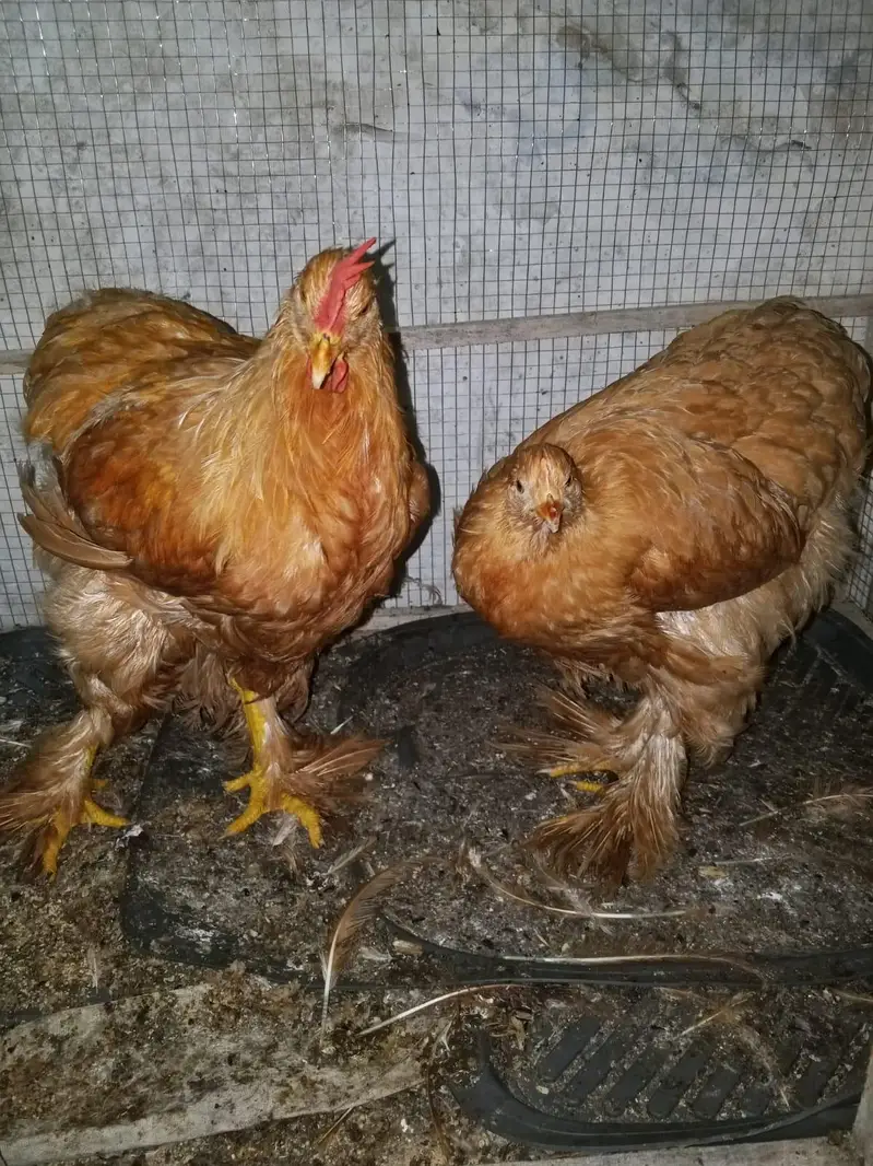 Golden Buff — photo 2