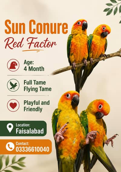 Sun Conure Highly Red Factor Pair