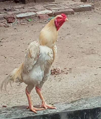 TOP QUALITY GERMAN OH SHAMO CHICKS AVAILABLE FOR SALE. (03086707442)