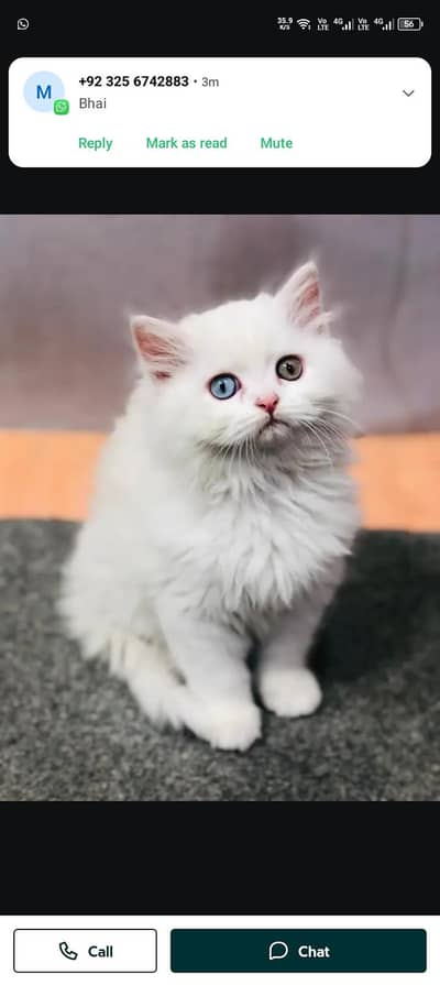 Persian cat for sale 2 month age available
