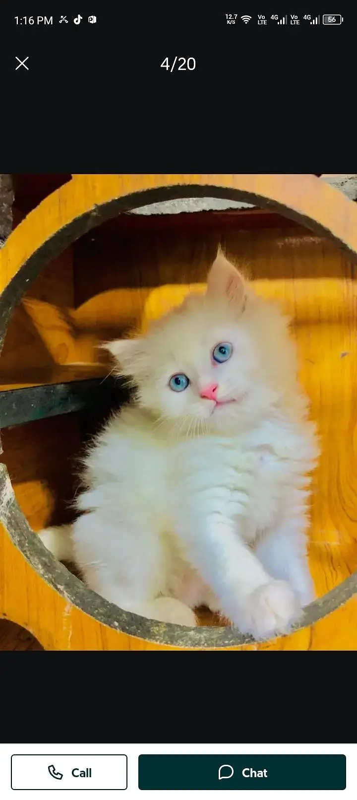 Persian cat for sale 2 month age available — photo 2