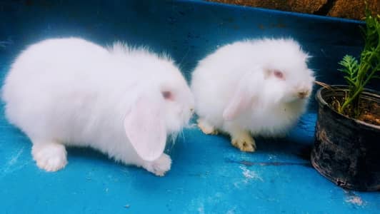 Healthy Rabbits & Cute Bunnies for Sale in Islamabad