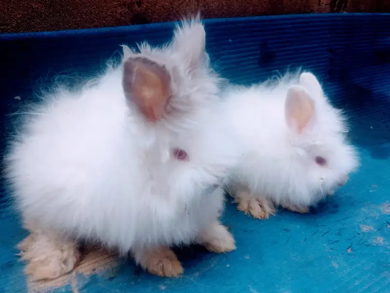 Healthy Rabbits & Cute Bunnies for Sale in Islamabad — photo 2