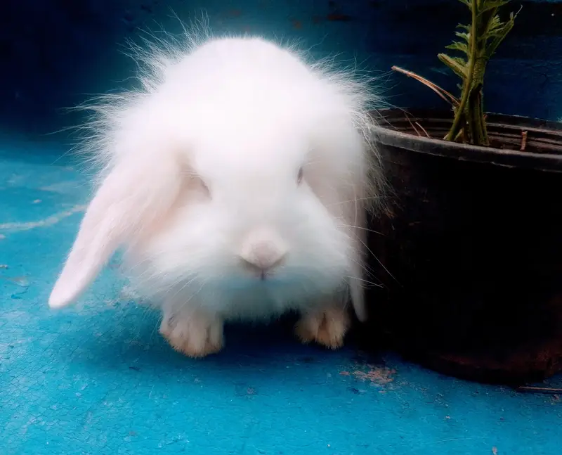 Healthy Rabbits & Cute Bunnies for Sale in Islamabad — photo 3