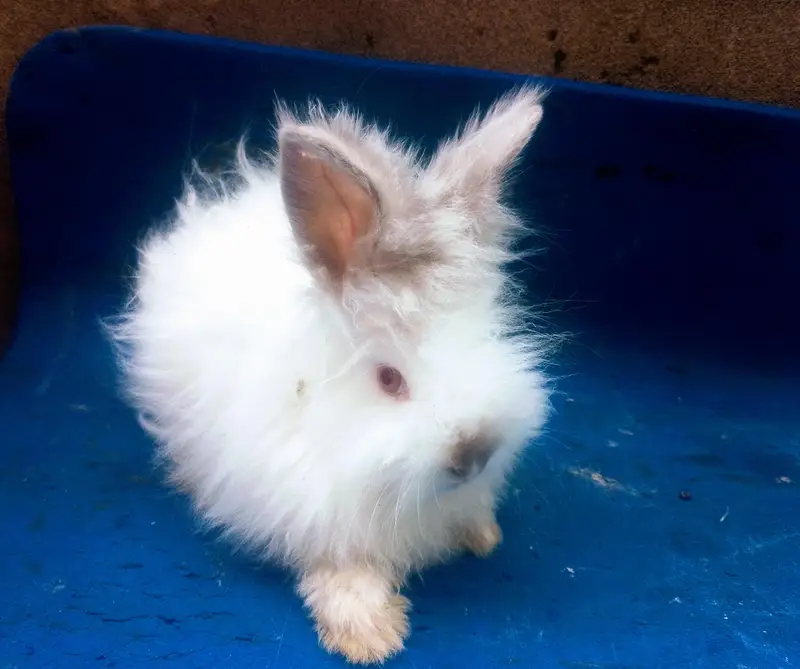 Healthy Rabbits & Cute Bunnies for Sale in Islamabad — photo 5