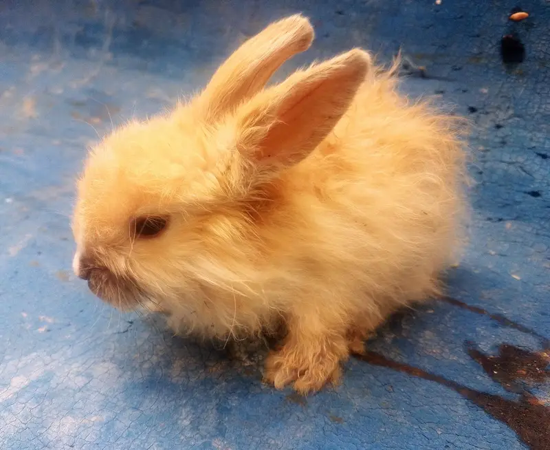 Healthy Rabbits & Cute Bunnies for Sale in Islamabad — photo 7