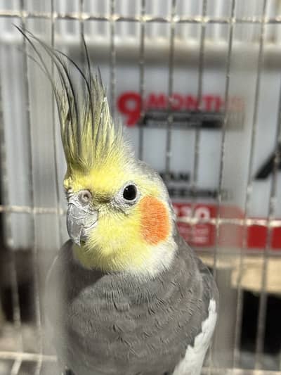 Cockatiel pair with cage