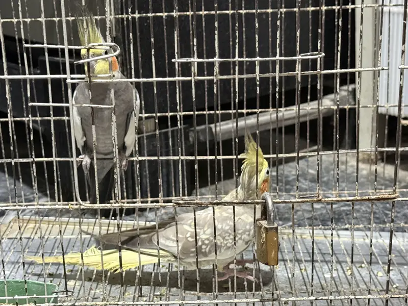 Cockatiel pair with cage — photo 3