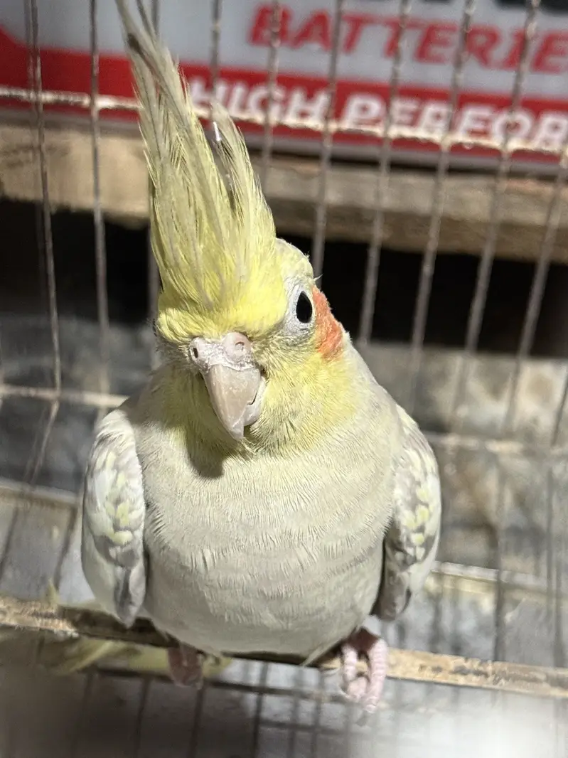 Cockatiel pair with cage — photo 4
