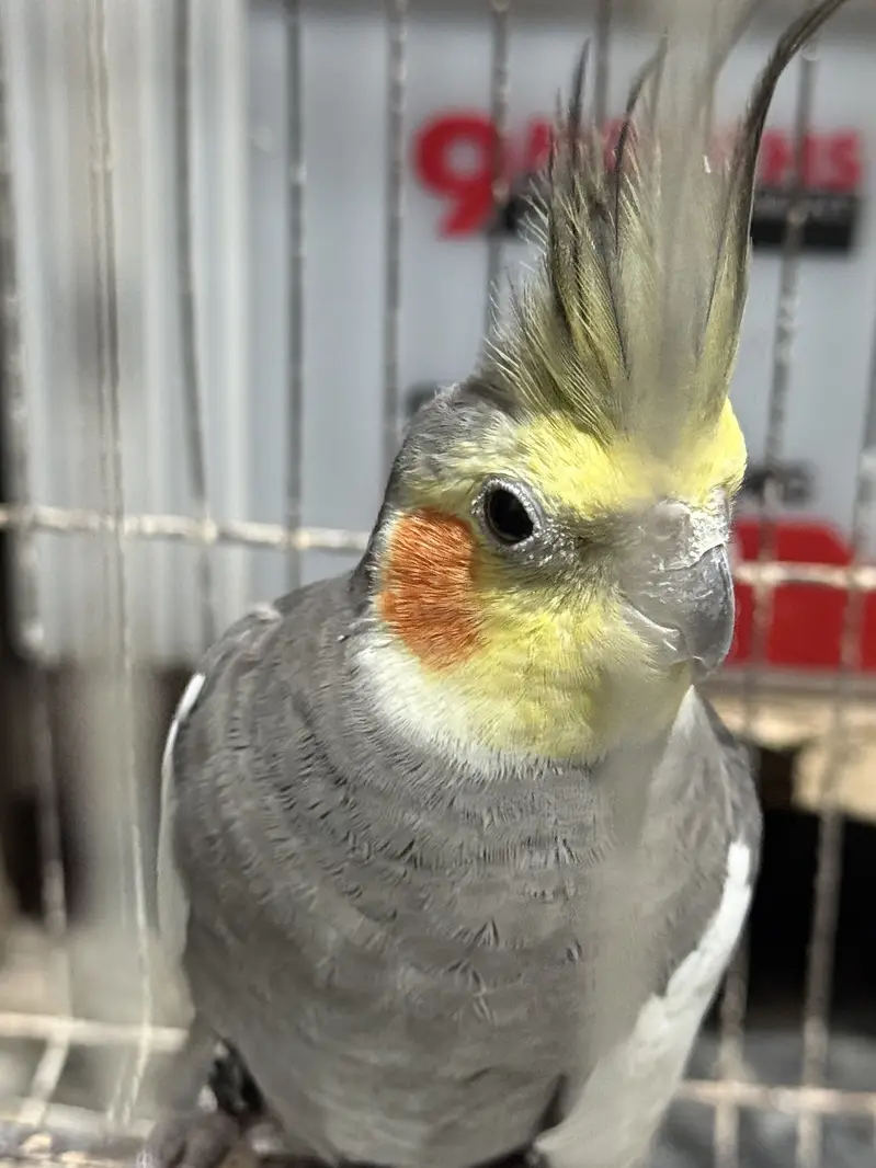 Cockatiel pair with cage — photo 5