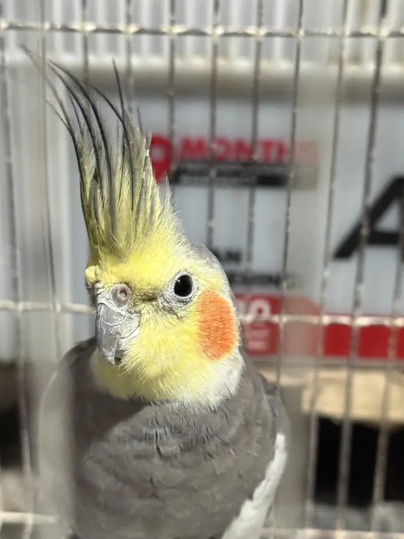 Cockatiel pair with cage — photo 7