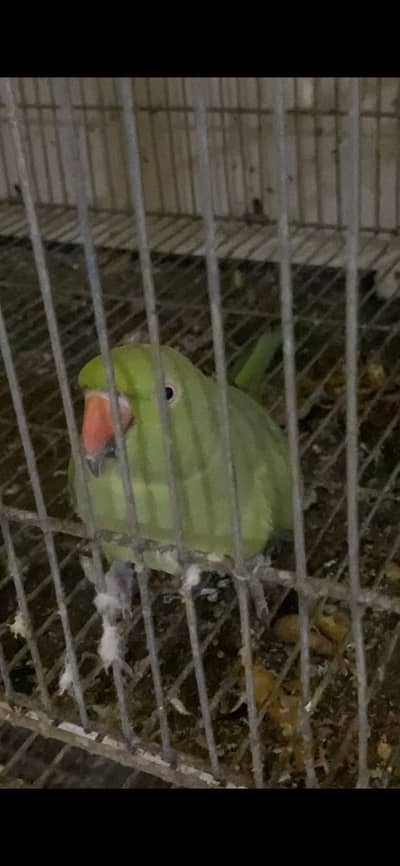 Ring neck