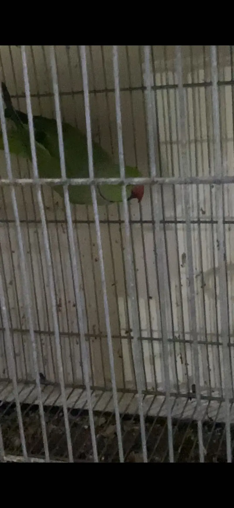 Ring neck — photo 2