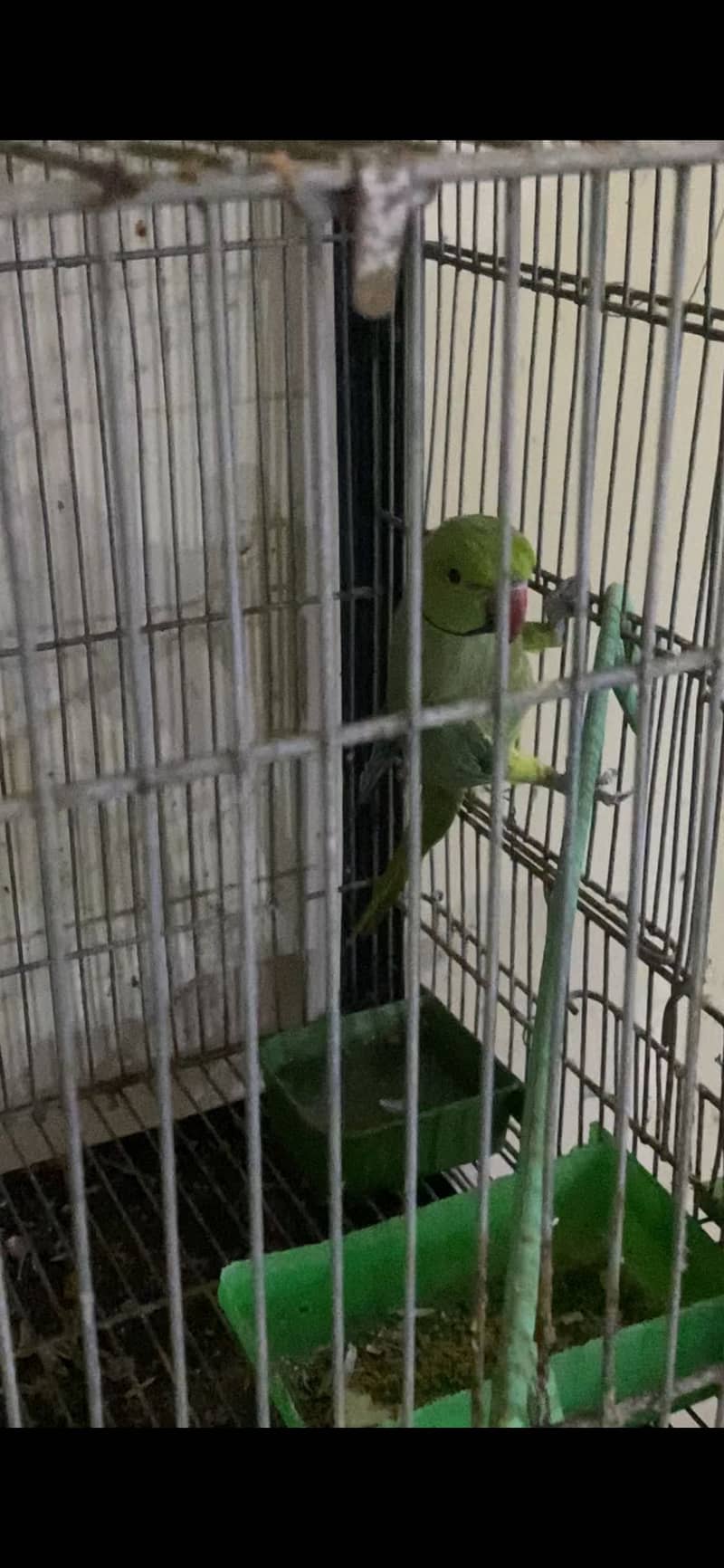 Ring neck 3