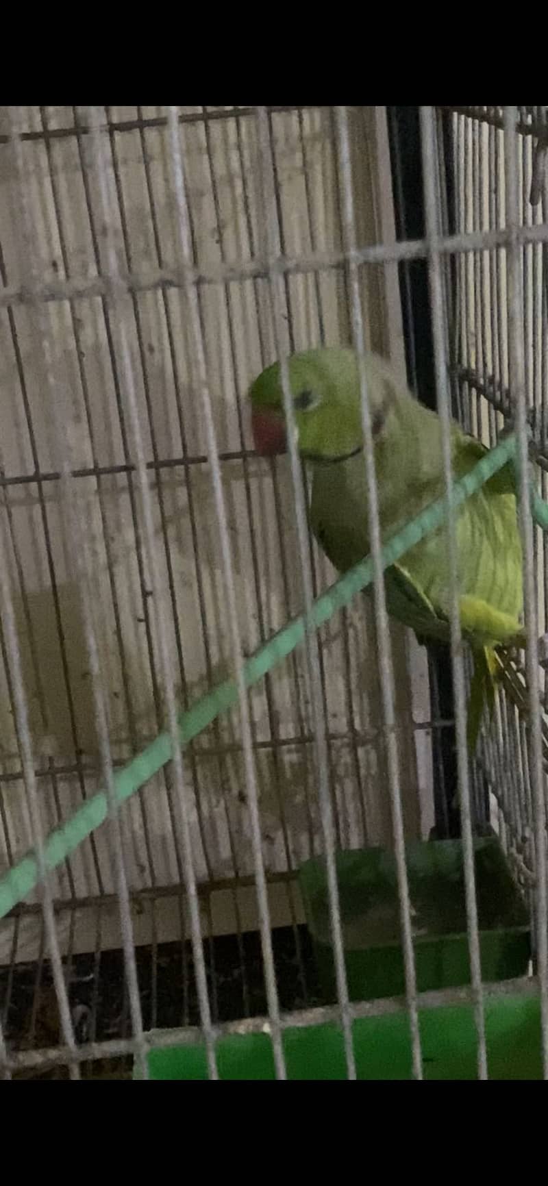 Ring neck 4
