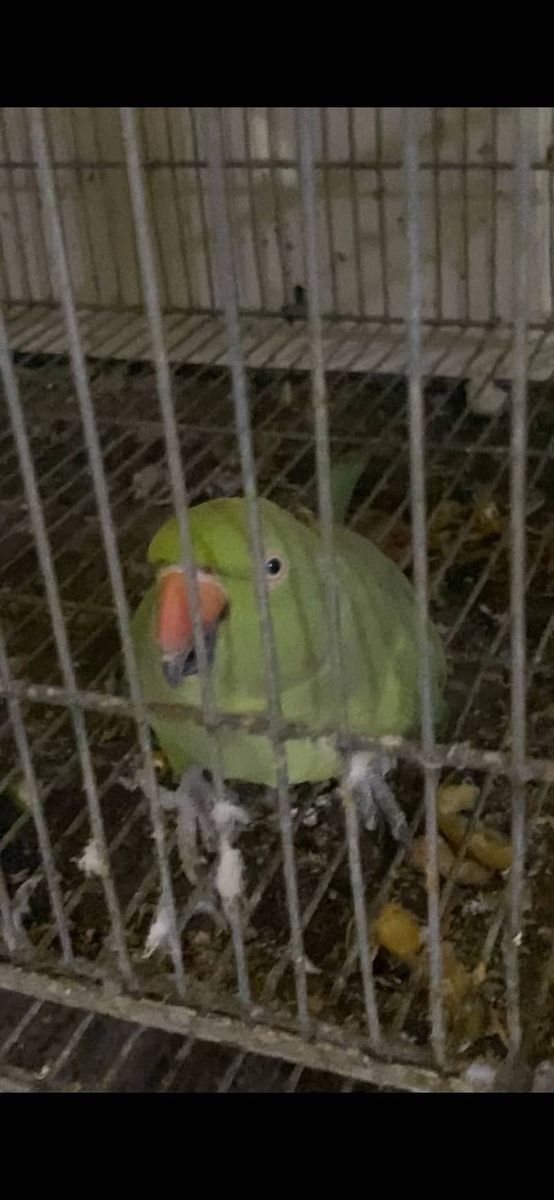 Ring neck 5