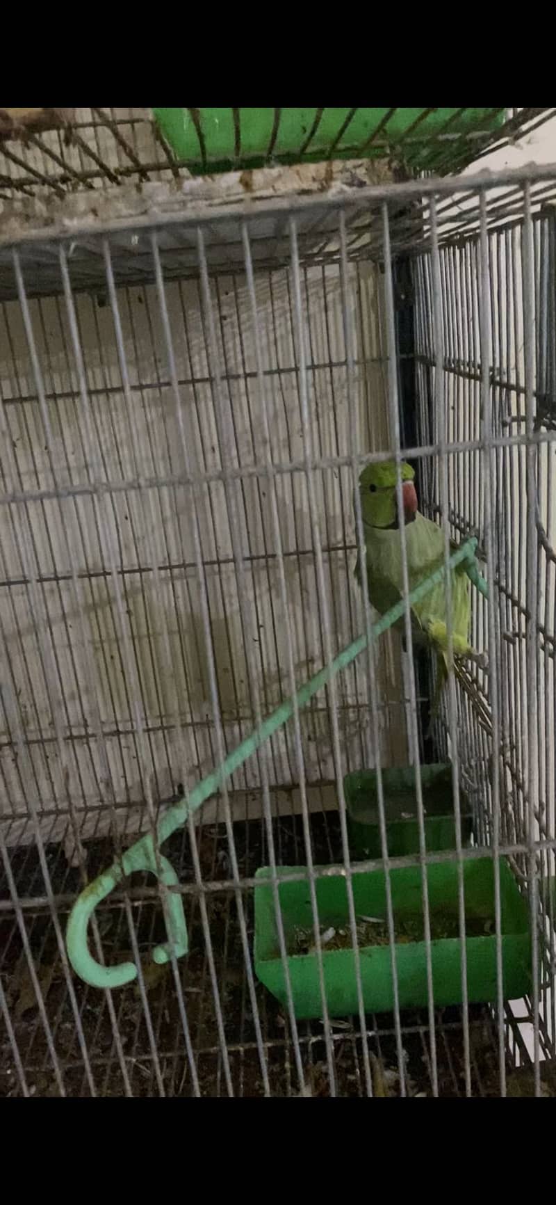 Ring neck 6