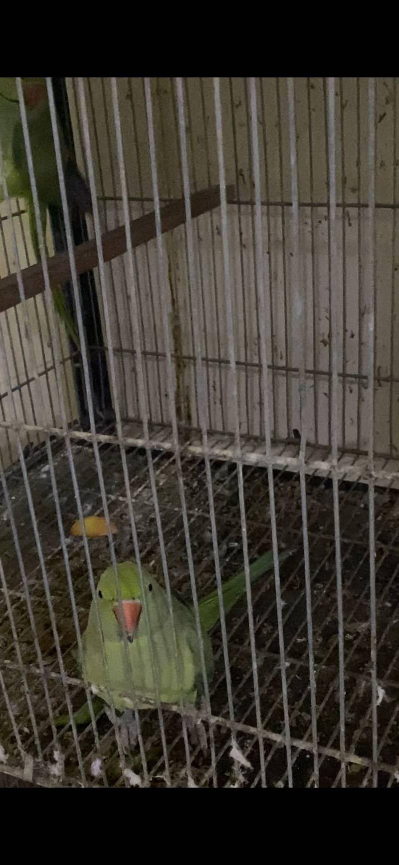 Ring neck 7
