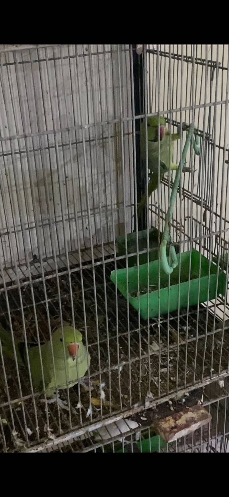 Ring neck 8