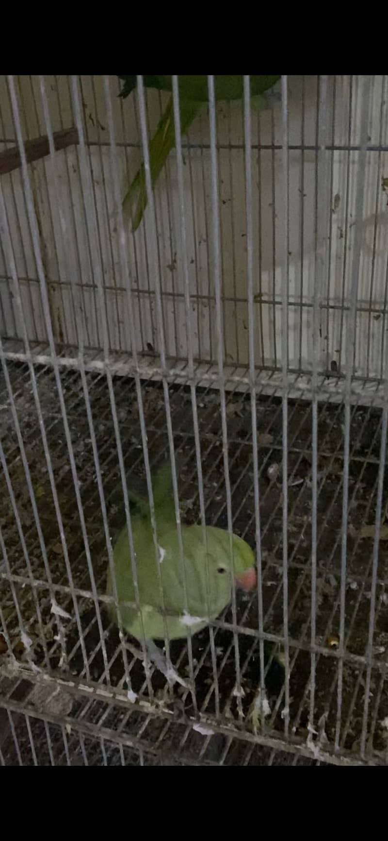 Ring neck 10