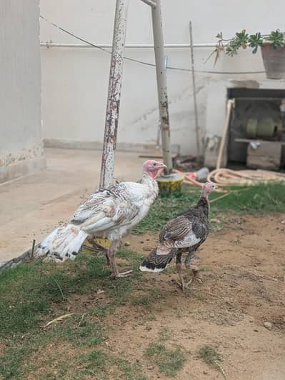 Turkey Active pathe