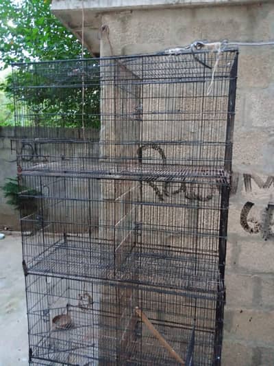 birds cage
