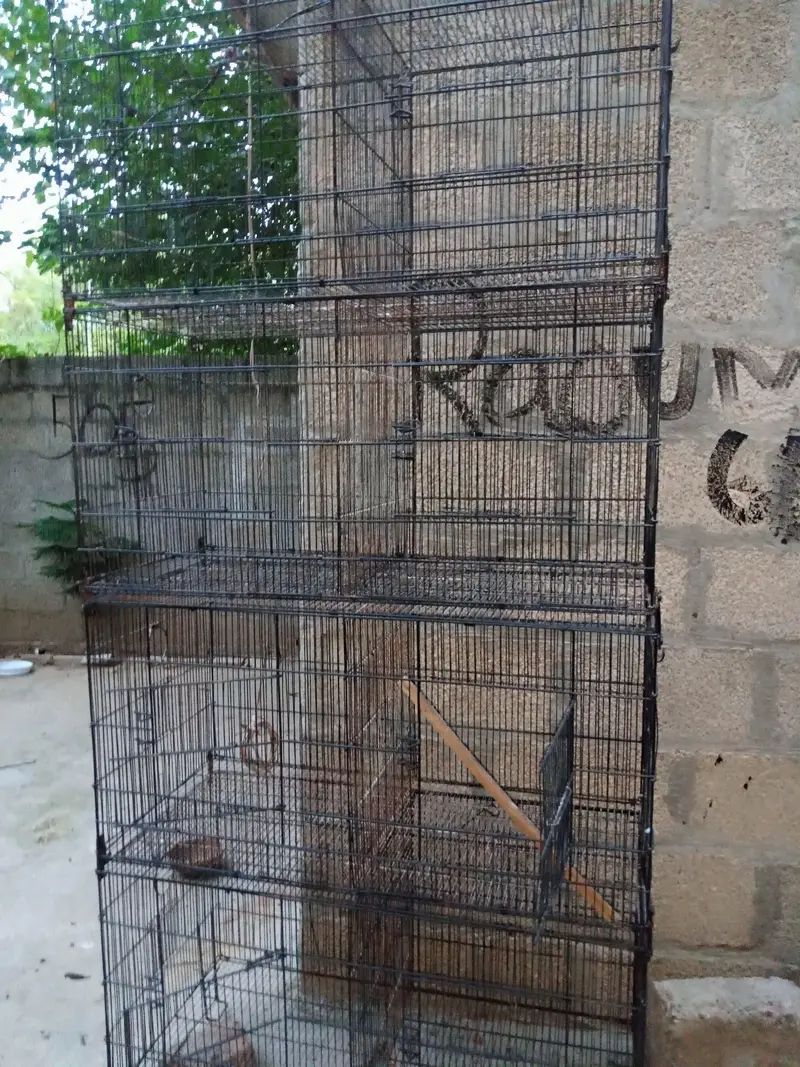 birds cage — photo 2