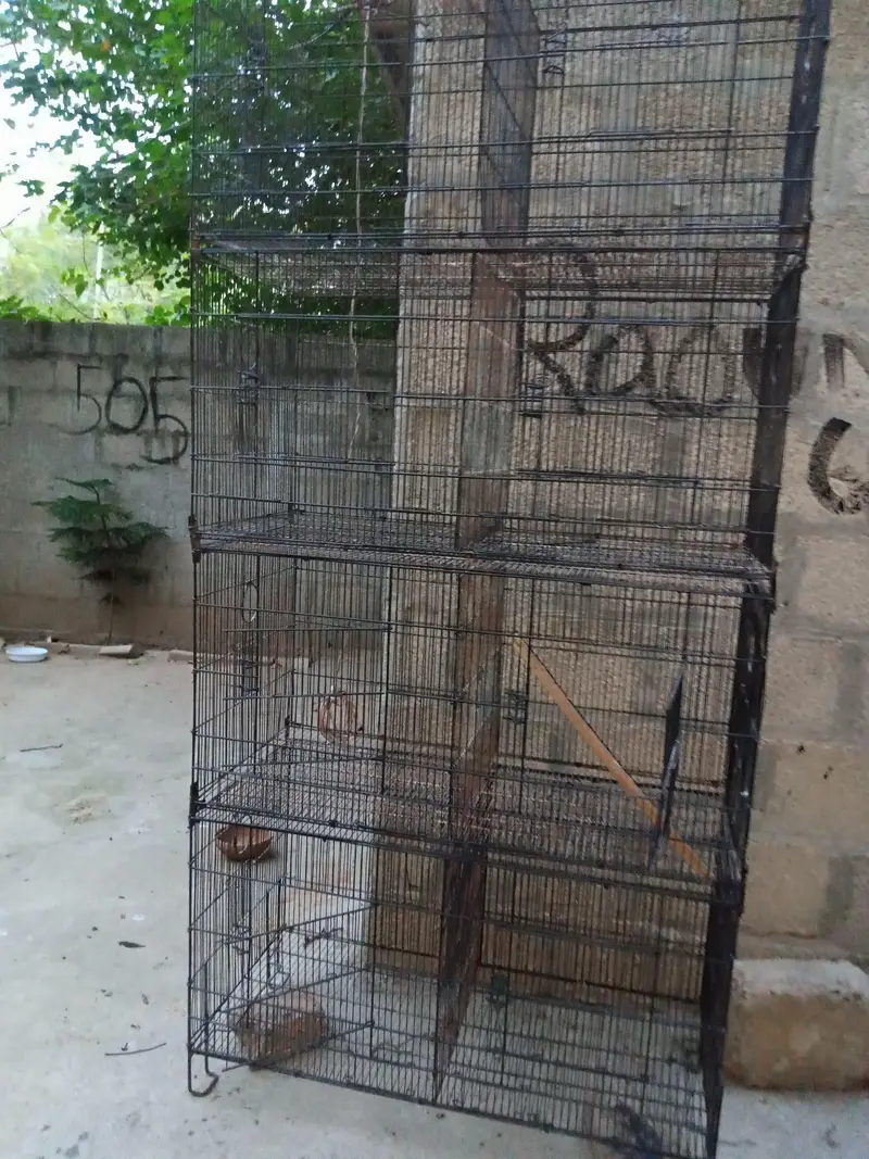 birds cage — photo 3