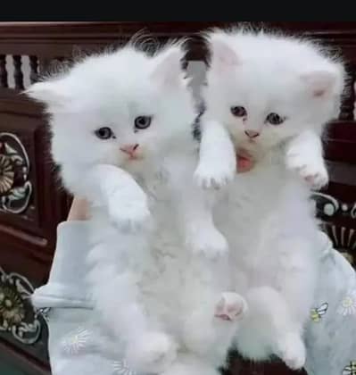 Persian cat for sale 2 month age available