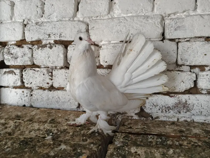 lakky kabootar Fancy Pigeon Pair 03431683430 — photo 2