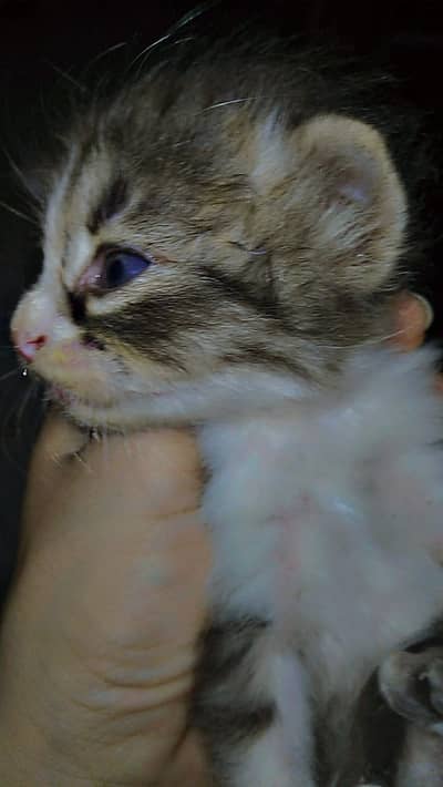 PERSIANS local breeds   local+persians