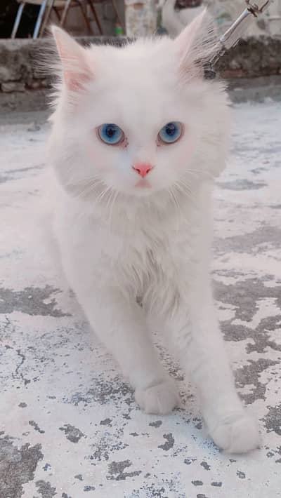 Perisan male cat