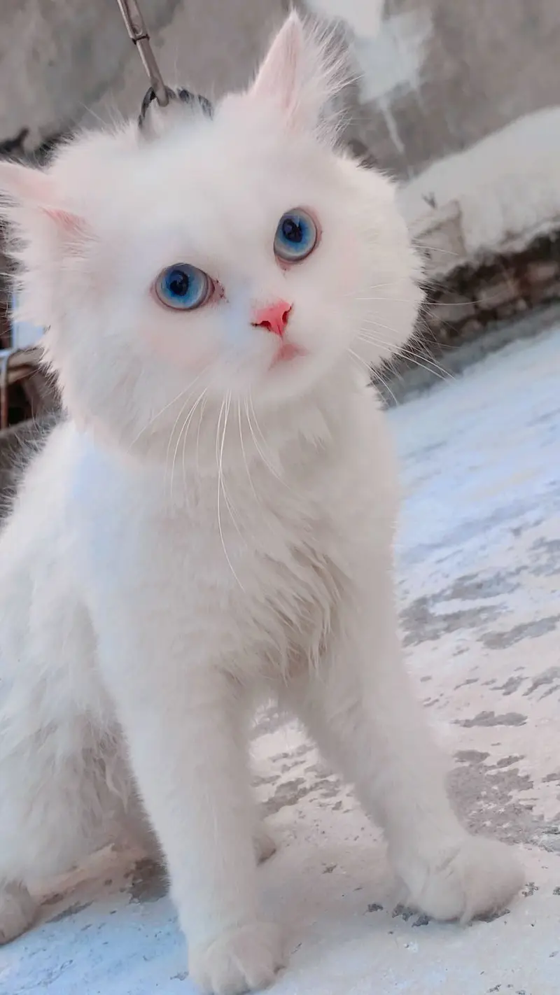 Perisan male cat — photo 2
