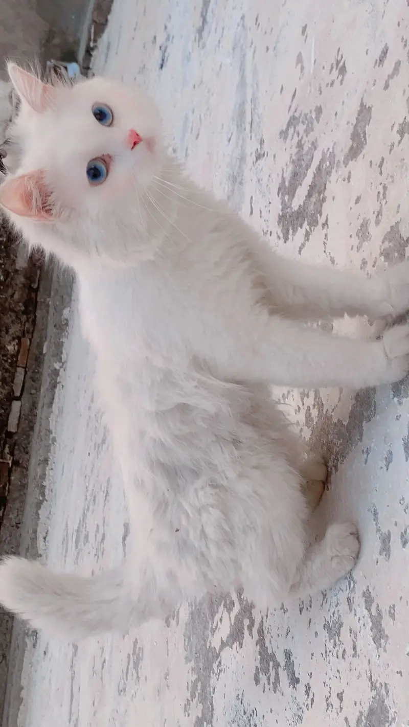 Perisan male cat — photo 3