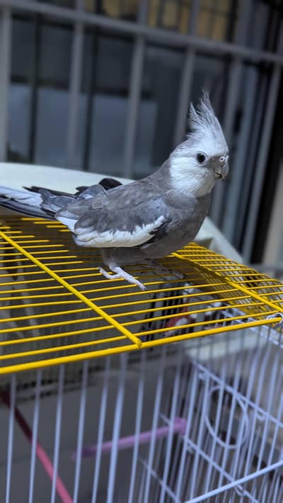White Face Cockatiel Handtame