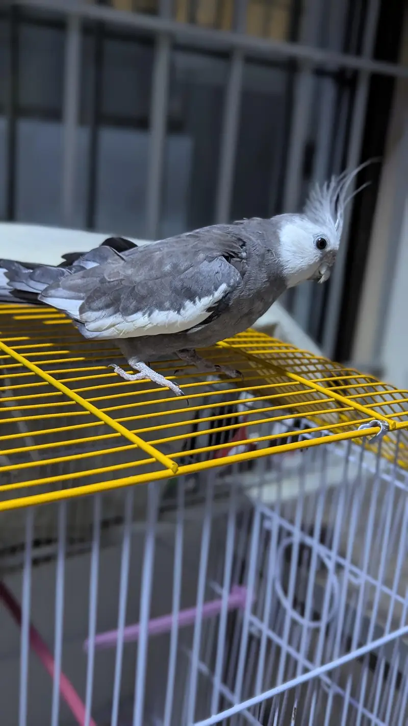 White Face Cockatiel Handtame — photo 2