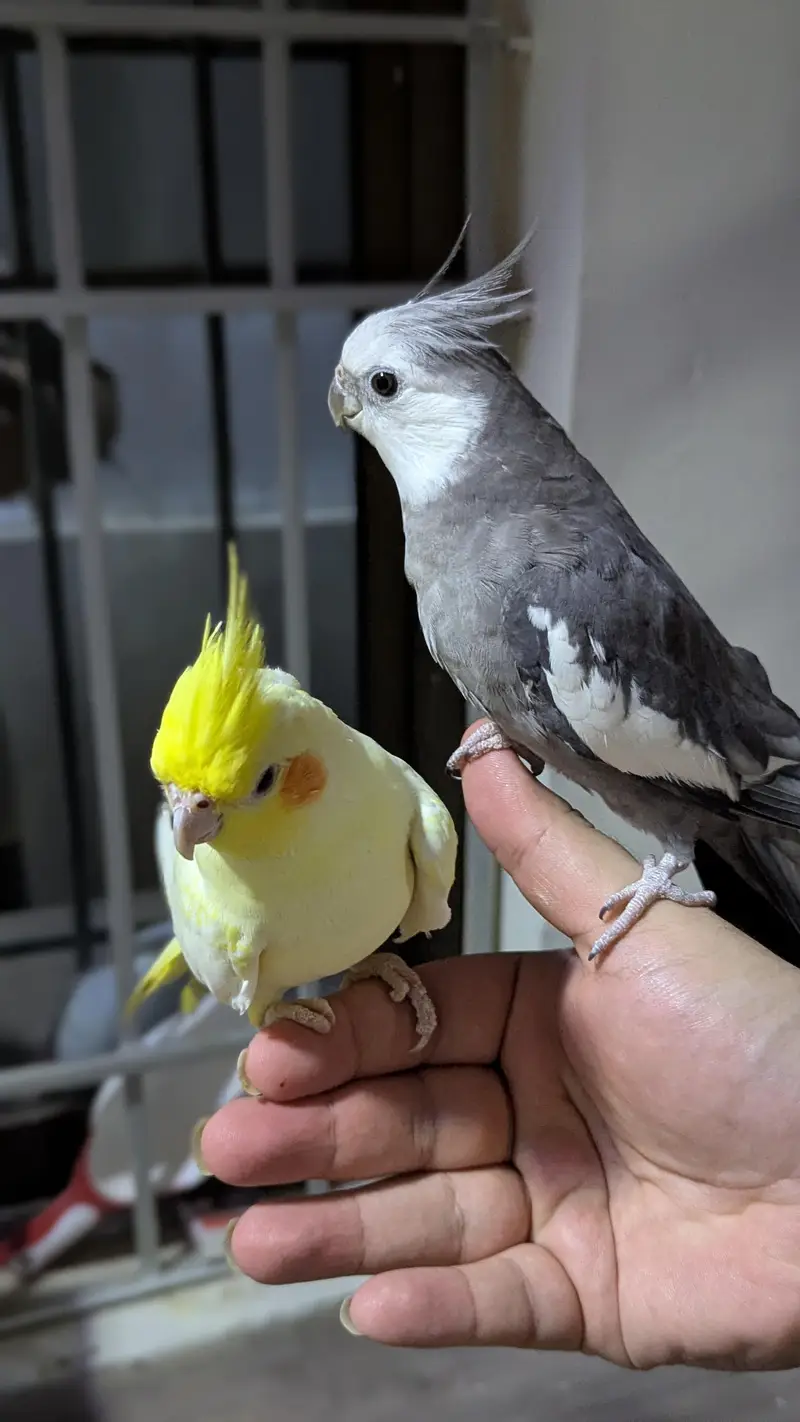 White Face Cockatiel Handtame — photo 3