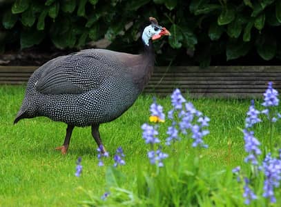 Each gunifowl 1800
