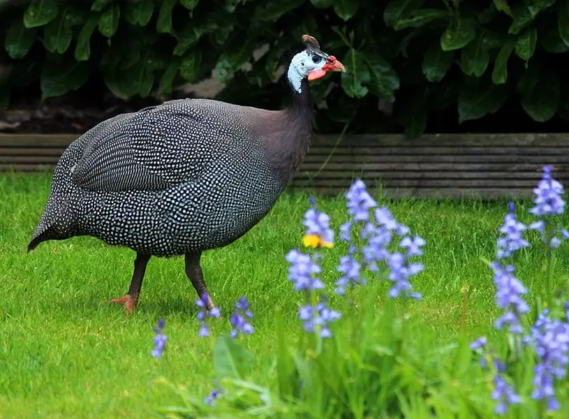 Each gunifowl 1800