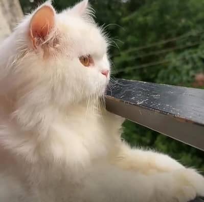Persian cat for sale
