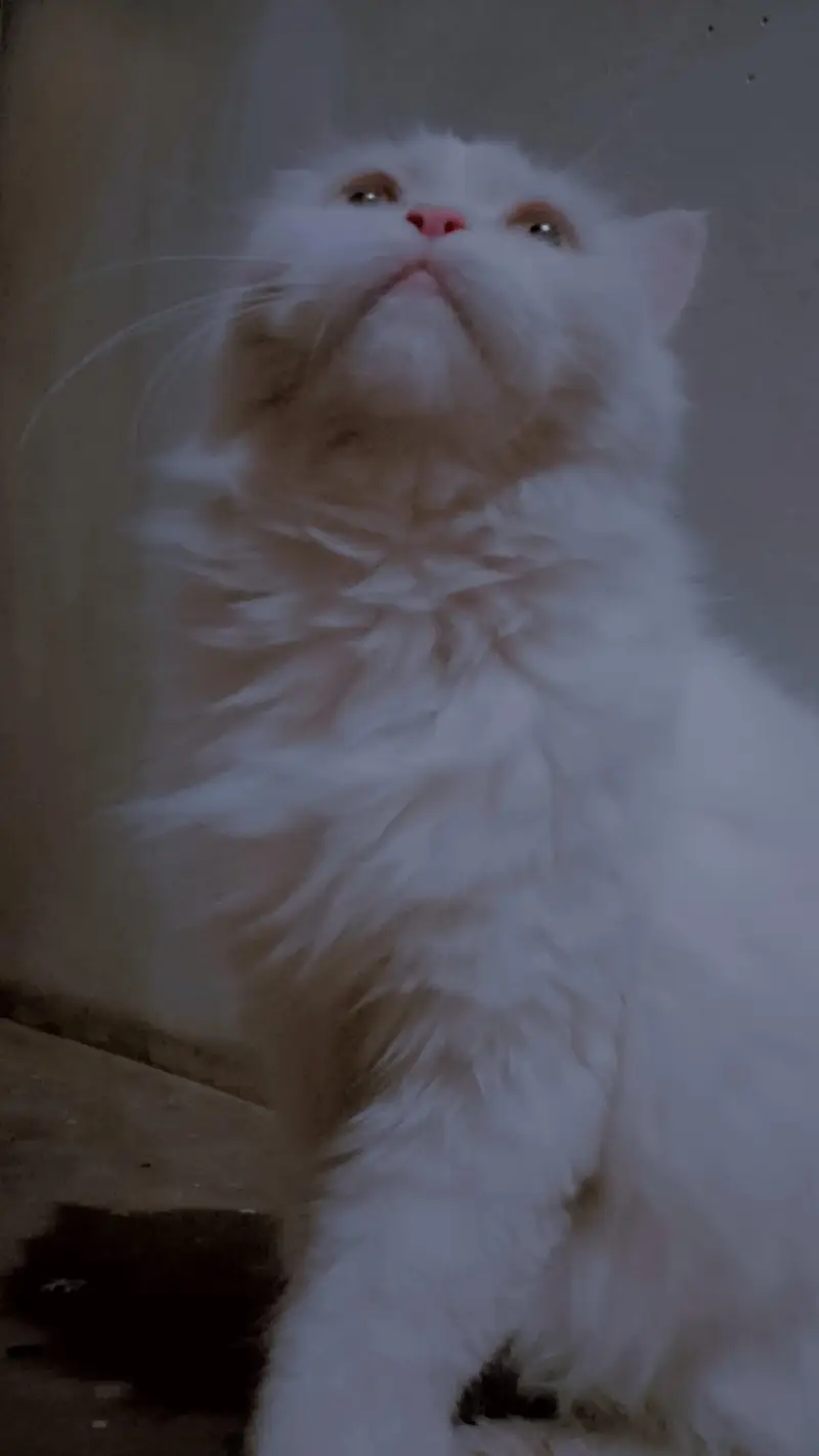 Persian cat for sale — photo 2