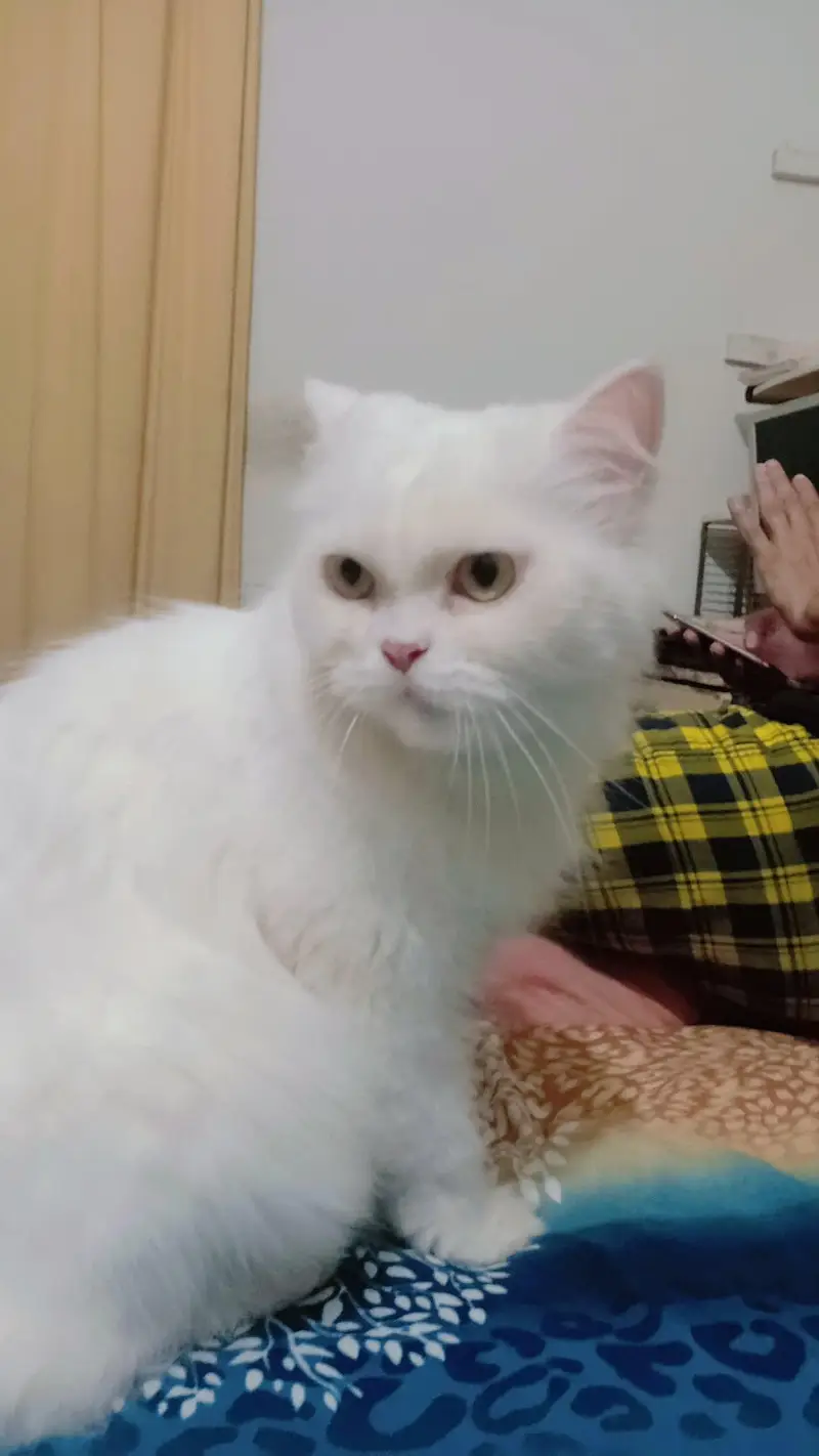 Persian cat for sale — photo 3