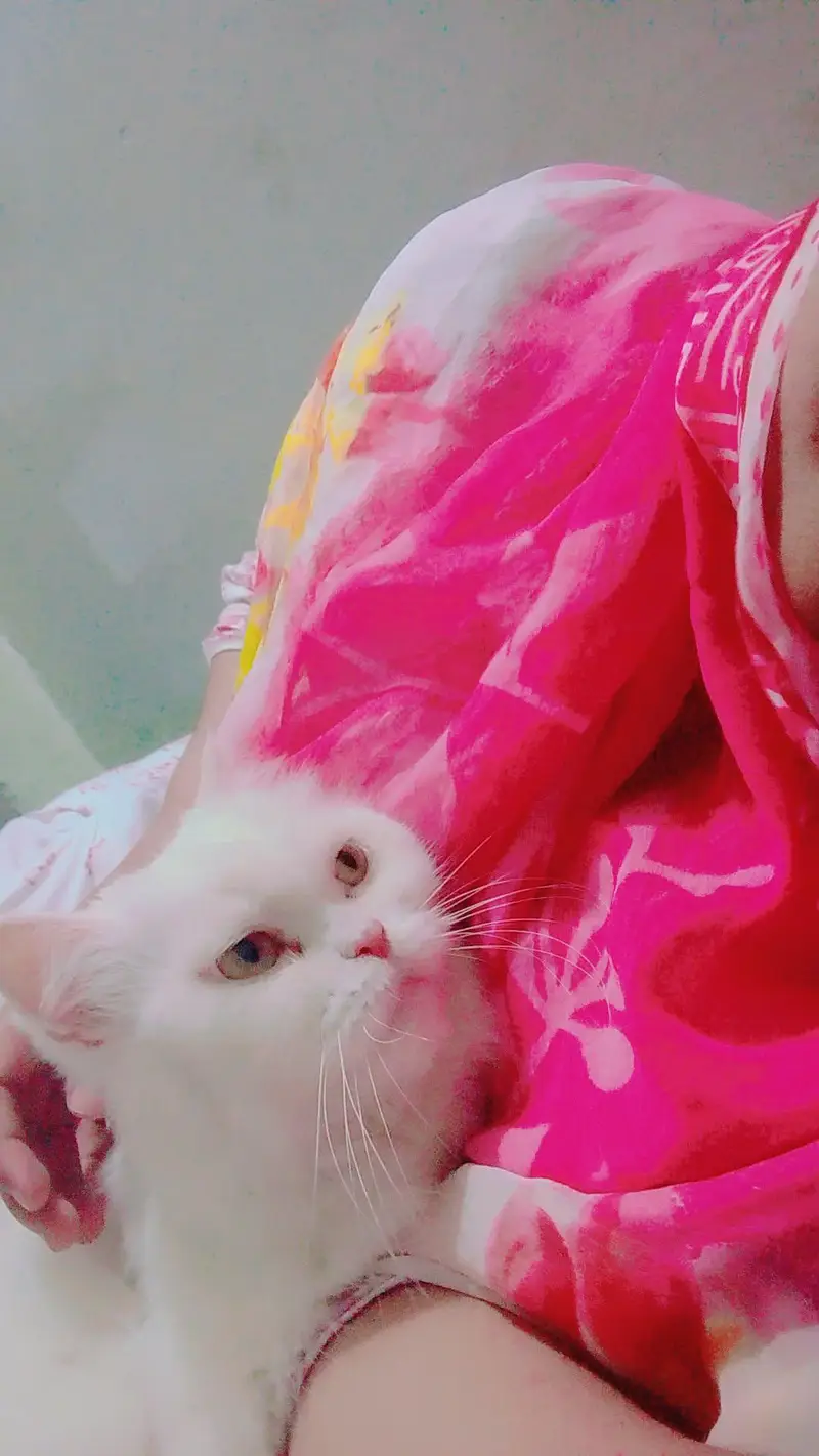 Persian cat for sale — photo 4
