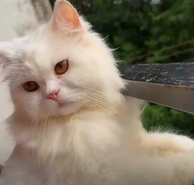 Persian cat for sale — photo 5