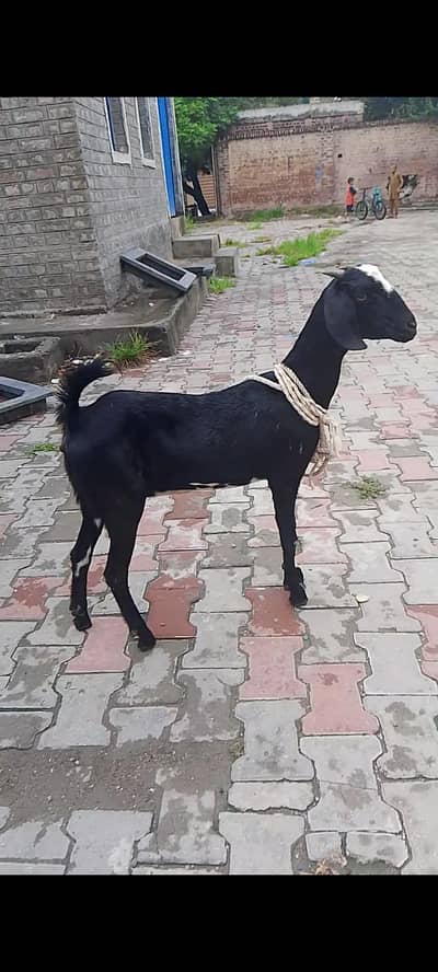 bakri sale 03331742220