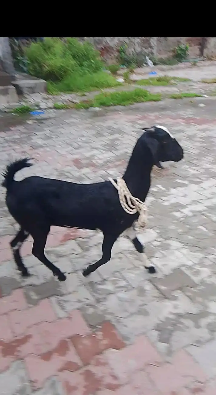 bakri sale 03331742220 — photo 2