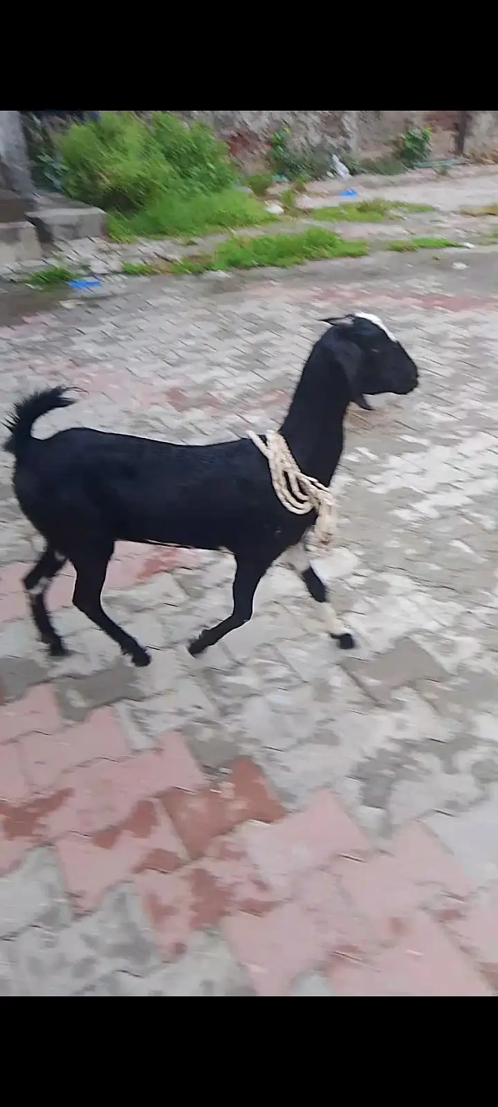 bakri sale 03331742220 — photo 3