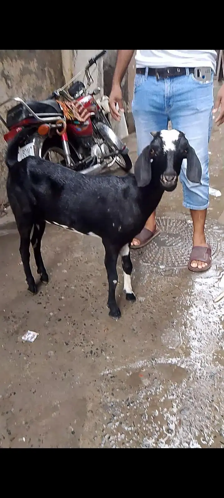 bakri sale 03331742220 — photo 4